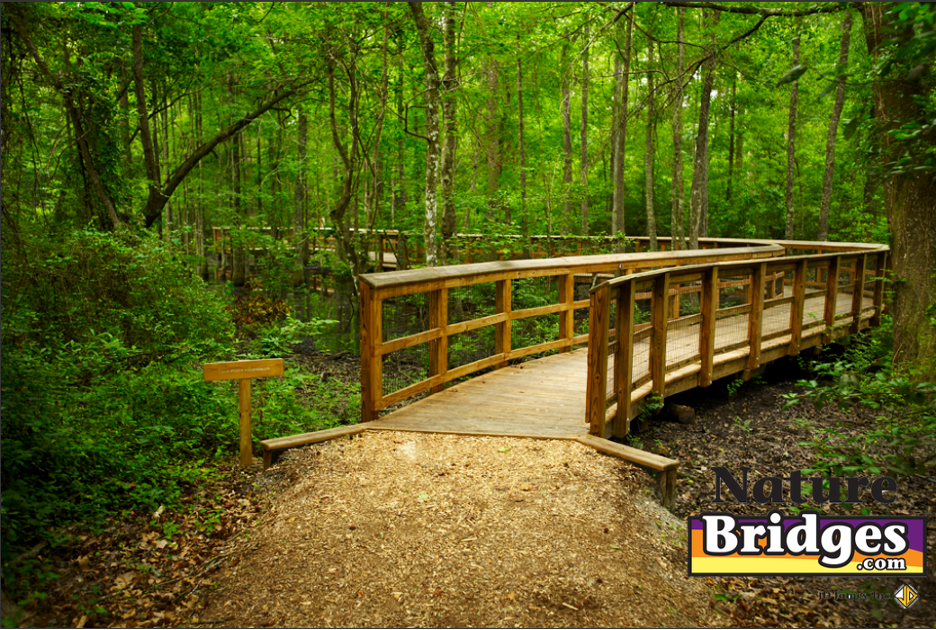 Wildlife Photography: Amazing Views from Nature Bridges