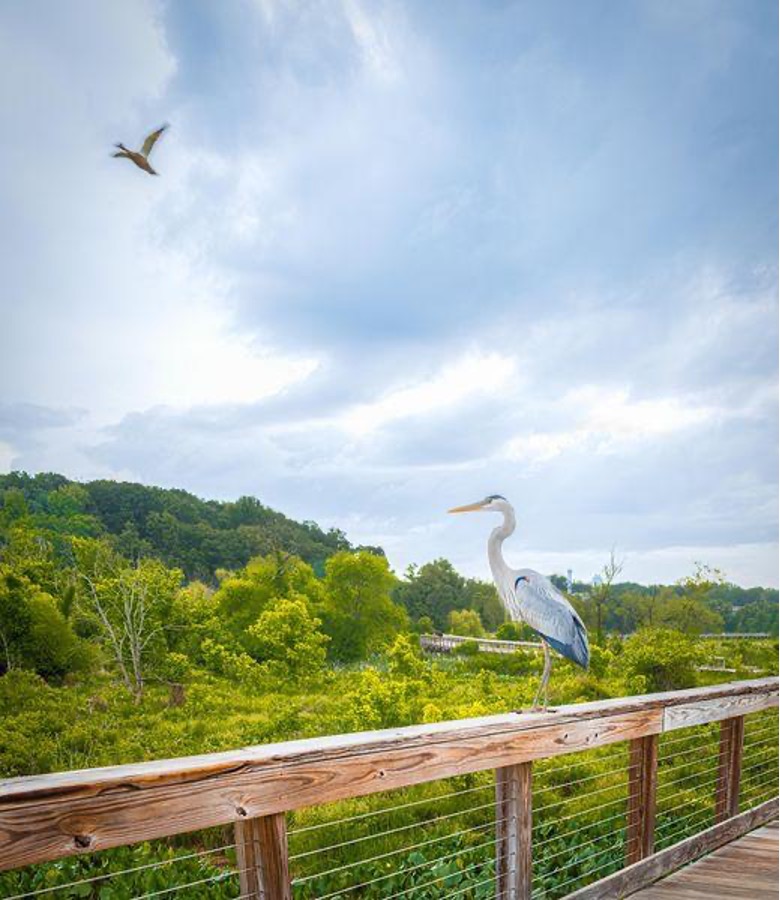 boardwalk wildlife viewing points